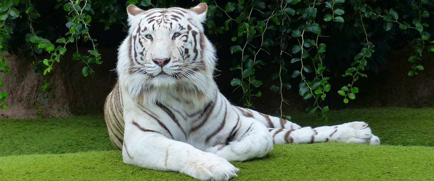 Lázár Ervin: A fehér tigris – könyvajánló