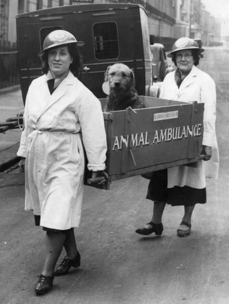 ww2civildefence.co.uk-A NARPAC egy kutyát szállít, 1940