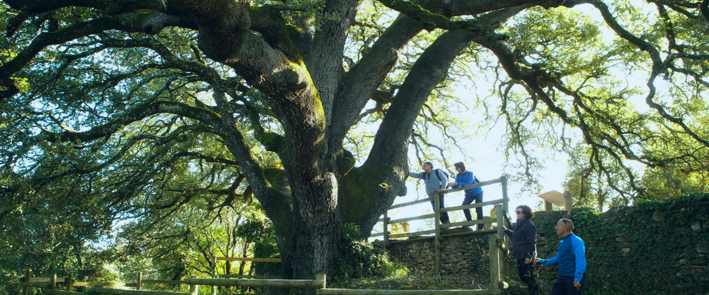 Lecina ezeréves magyaltölgye lett az európai év fája!