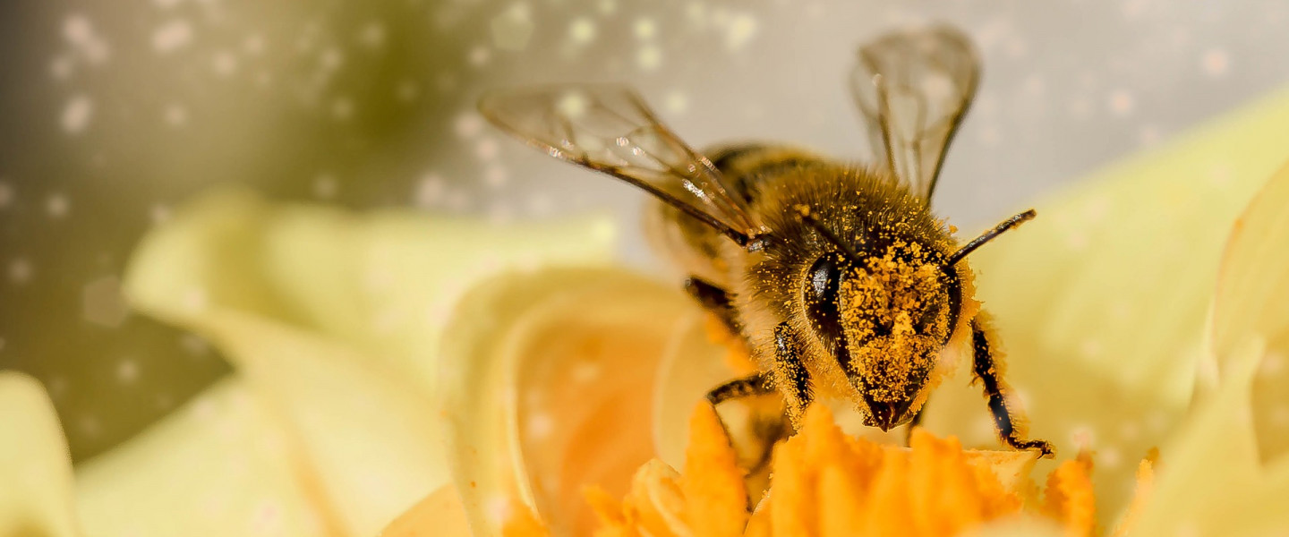 Terítéken a méhecskék