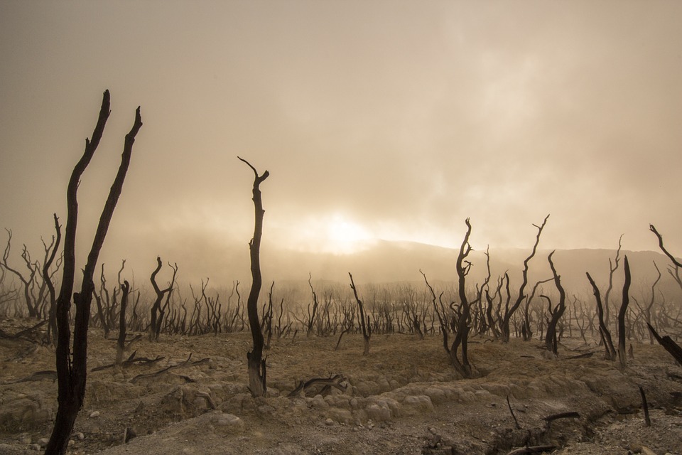 Pixabay-A klímaváltozás egyik jele: kiszáradnak az erdők