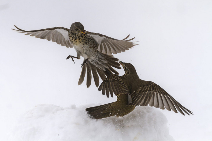 Jakab Tibor-Jakab Tibor a Havas harc című fotójával az Év Természetfotósa pályázaton 2016-ban A madarak viselkedése kategóriában első lett.