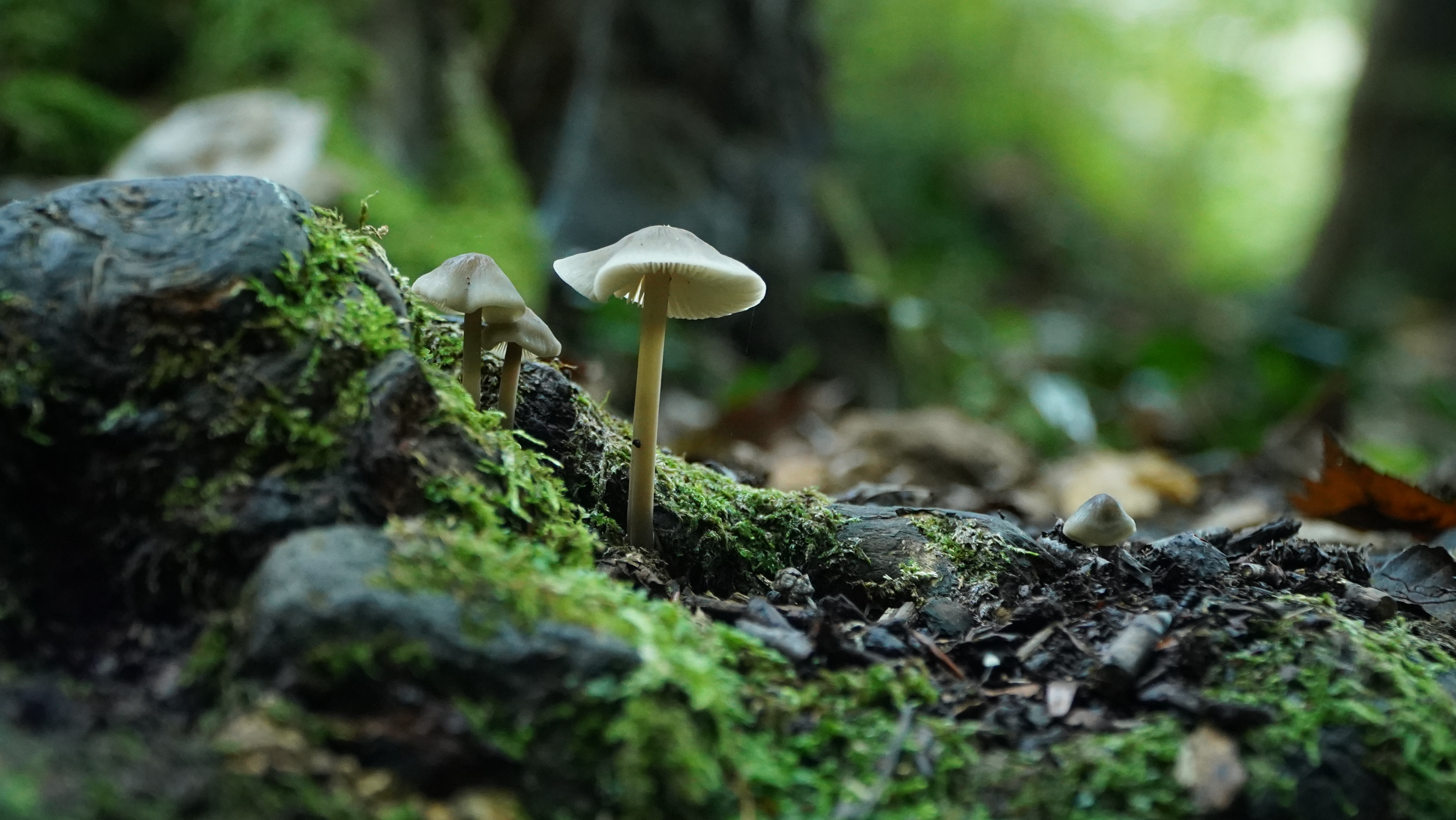 Kalandos Dunakanyar-Milotai Richárd a gombákat is szereti megörökíteni